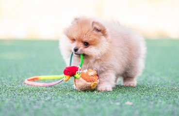 Dogs train humans too