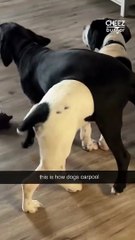 Need a ride? These two dogs seem totally cool with doing piggyback