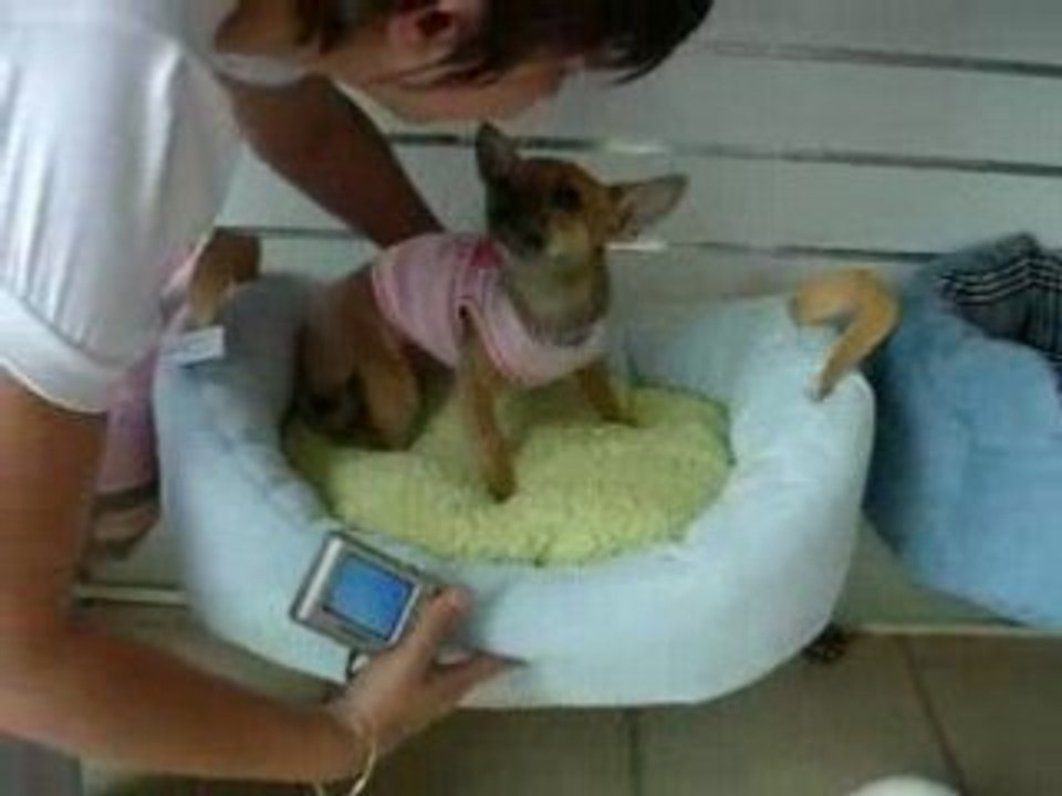 Peanut_1