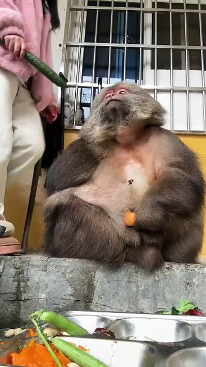 Monkey xingxing daily life  #monkey #animal
