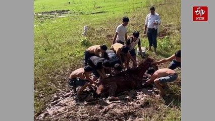 घोड़े को बचाने के लिए वर्दी उतार दलदल में कूद गए स्कूली छात्र, बेजुबान को मौत के मुंह से निकाला बाहर