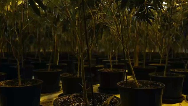 Watch as police officers discover £350,000 cannabis farm