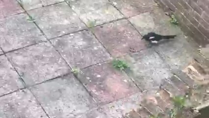 Bird locks eyes on worm that tries hard to wiggle out of trouble