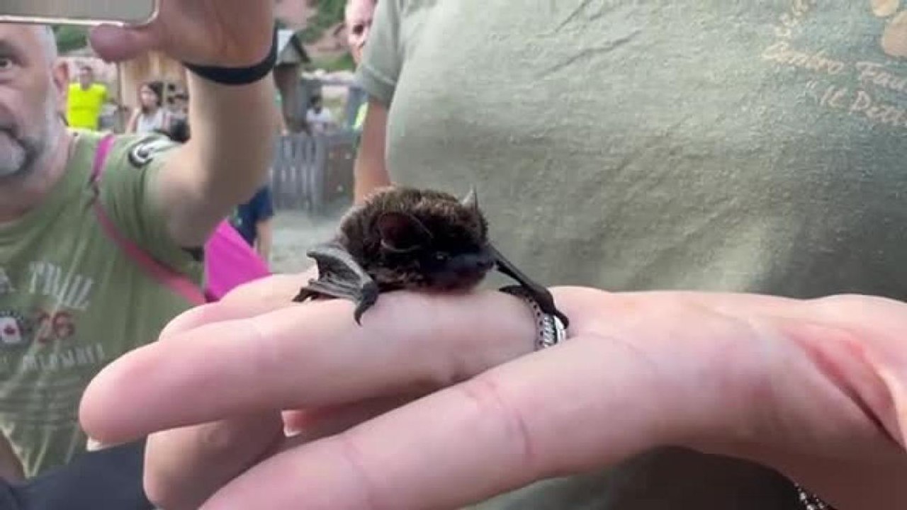 Liberati i 23 pipistrelli curati al Parco Natura Viva
