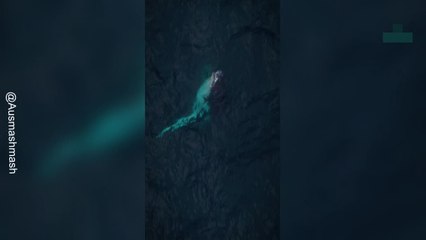 Humpback Whale Dramatically Breaches From the Ocean