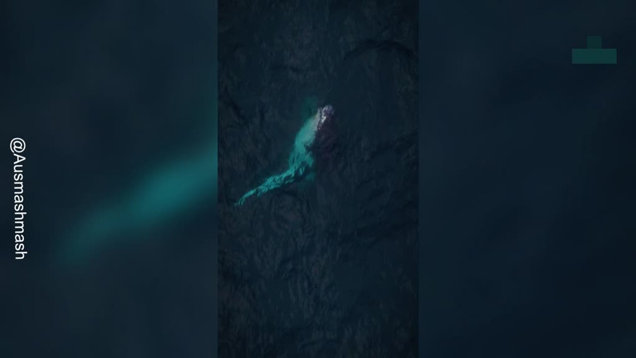 Humpback Whale Dramatically Breaches From the Ocean