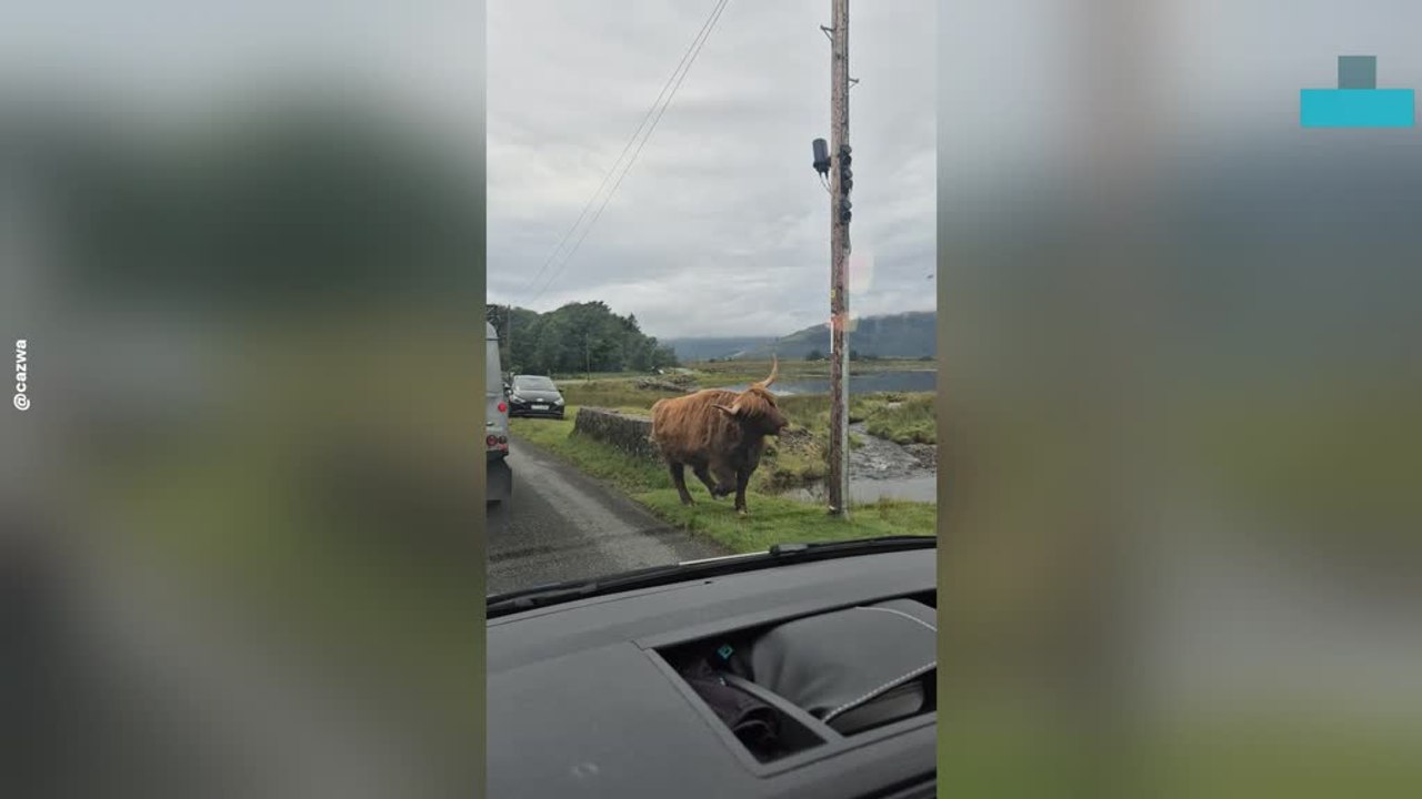 Highland Cows Nearly Collides With Van on Empty Road