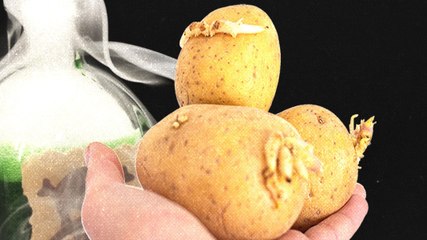 क्या Sprouted Potatoes सच में होते हैं जहरीले?