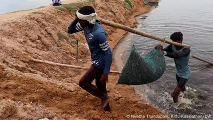 India: Trump's tariffs squeeze Tamil Nadu's shrimp industry