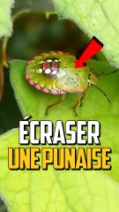 Que Se Passe-T-Il Quand Tu Écrases une Punaises ? 🐞 Découvrez la Vérité