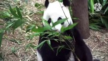 Os animais mais fofos do mundo N•370