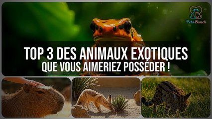 Top 3 des animaux exotiques INCROYABLES que vous pouvez posséder !
