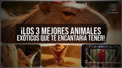 Los 3 MEJORES Animales Exóticos que PUEDES Tener como Mascota