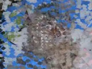 La vie de mes animaux