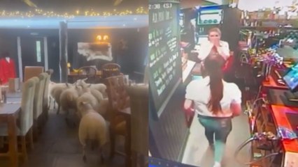 Flock of sheep walk into Yorkshire pub