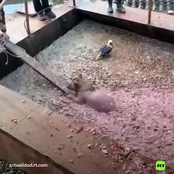 Rescatan a un osito que cayó en un pozo de desechos en Kamchatka