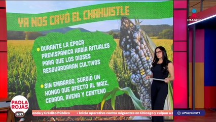 ¿Cuál es el origen de la frase "ya nos cayó el chahuistle"? | DPC con Paola Rojas