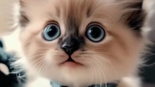 Cute Animals | Part 08 | حيوانات لطيفة | AS Nagra