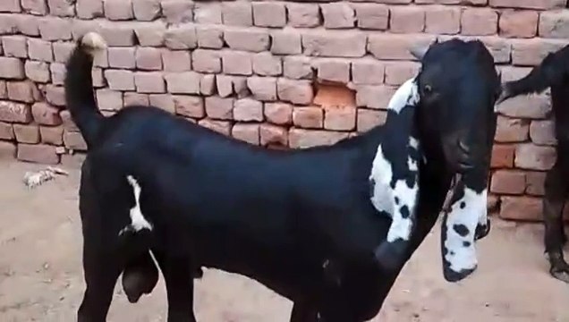 Amartasri Beetal Bakra Goat for Sale Pure Breed Goat