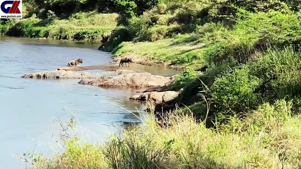 WILDEBEEST MIGRATION