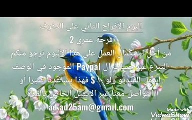 ٧ ...درج يا غزالي من ألبوم الأفراح الثاني(فرحة عمري) على الدفوف