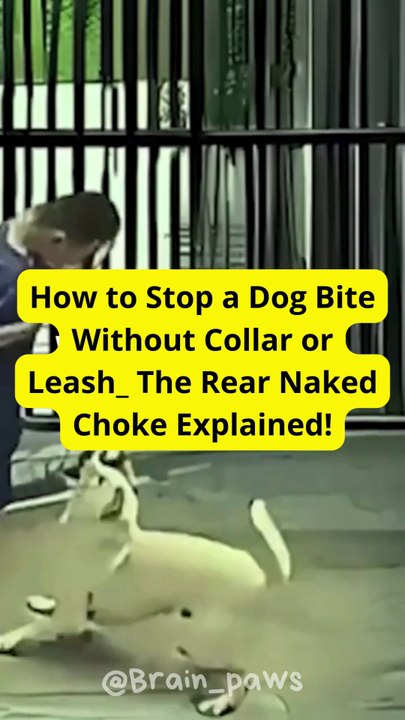How to Stop a Dog Bite Without Collar or Leash_ The Rear Naked Choke Explained!