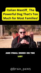 Italian Mastiff_ The Powerful Dog That’s Too Much for Most Families!