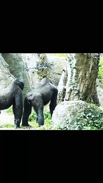 gorillaanimalsgorillazanimalmonkey_1757459619438