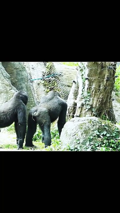gorillaanimalsgorillazanimalmonkey_1757459619438