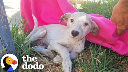 Lonely Puppy Slowly Comes Back To Life