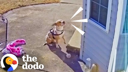 Stray Pittie Cries To Be Let In From The Cold