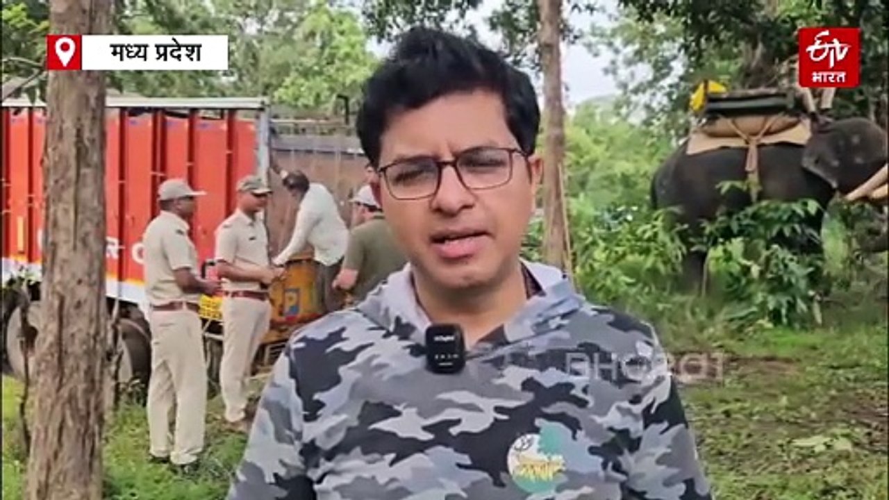 कान्हा टाइगर रिजर्व से बांधवगढ़ शिफ्ट किया गया हाथी, सैटेलाइट रेडियो कॉलर लगाकर छोड़ा