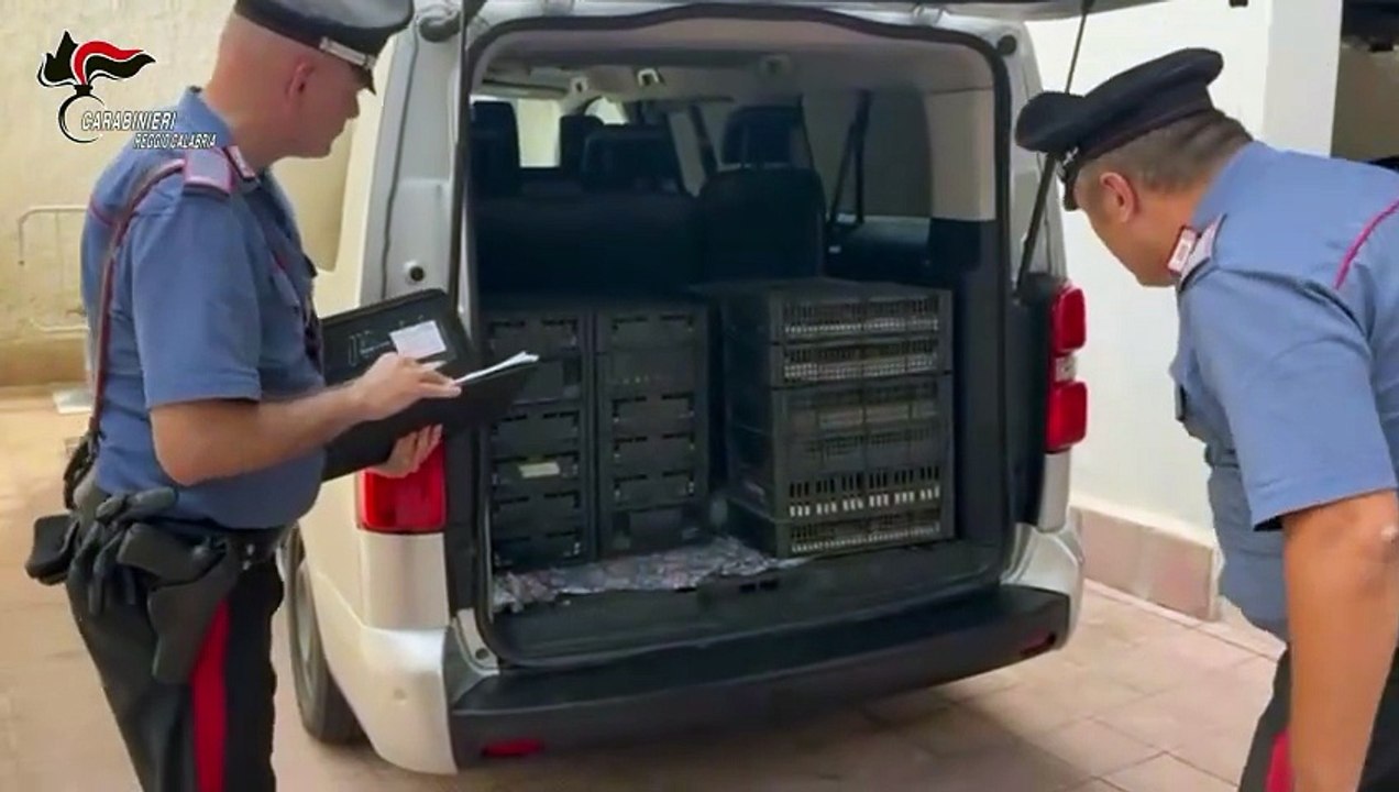 Scoperta inattesa agli imbarcaderi di Villa: circa 2200 uccelli protetti stipati in gabbie dentro un'auto diretta a Messina
