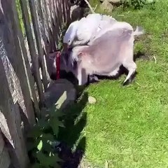 This goose is doing its best to help out