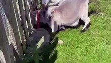 This goose is doing its best to help out