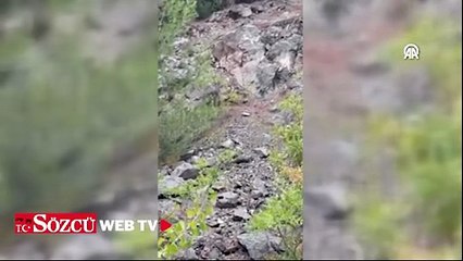 Yamaca tırmanan ve yolda koşan ayılar kamerada