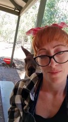 Kangaroo diaries only in Australia 🇦🇺
