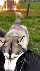 Animal_warning_to_humans_#dogs_#rescue_#animals(360p)