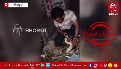 ಕೊಪ್ಪಳ: ಬರಿಗೈಯಲ್ಲಿ ಹೆಬ್ಬಾವು ಹಿಡಿದು ರಕ್ಷಿಸಿದ ಯುವಕ- ವಿಡಿಯೋ ವೈರಲ್​
