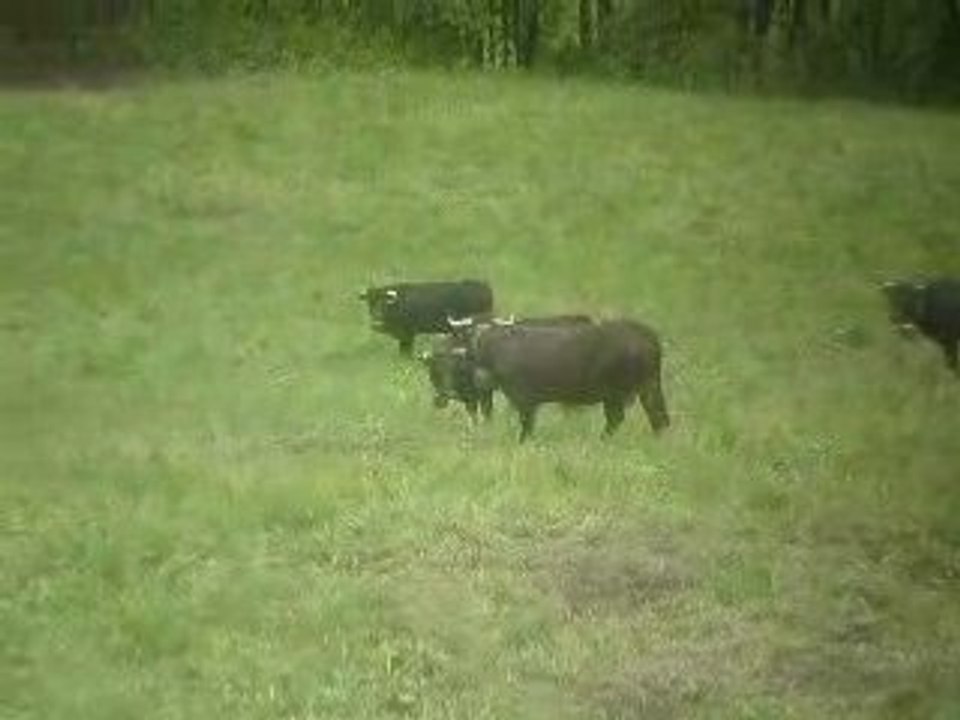 combat de vaches