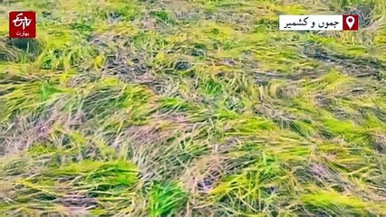 پلوامہ میں سیلاب کی وجہ سے دھان کی فصل تباہ، کسانوں کو بھاری نقصان