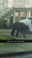 Even though he’s stealing a purse, this bear could not be cuter or better accessorized
