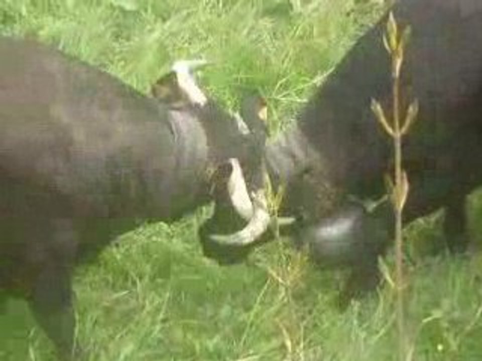 combat de vaches 2