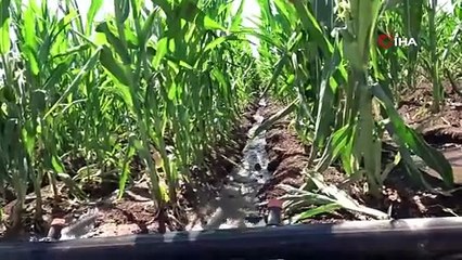 Dicle Elektrik Genel Müdürü Arvas: "Bölgede sorun elektrik değil, sulama"