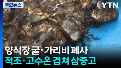 '수중 산소 부족'에 남해안 굴 폐사...경남 양식 어민 '삼중고' / YTN