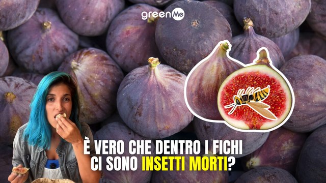 È vero che dentro i fichi ci sono insetti morti?
