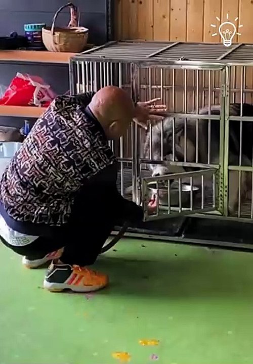 This dog is incredibly well trained!