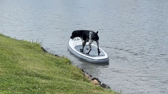 Dog swims beside the paddleboard and makes a perfect leap onto it