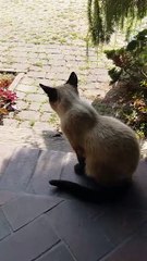 Cat After a Delicious Meal 😸💖 | Must See! #shorts #funnycats #funny #viralcats #fyp