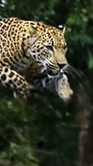 #WildKingdom #Elephant #AnimalFight #EpicWildlife #NatureLovers 2#P24